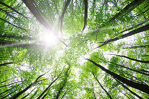 arbre article sante