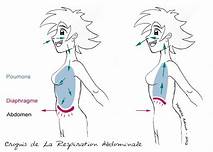 respiration abdominale